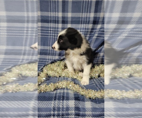 Medium Photo #5 Border Collie Puppy For Sale in OWEN, WI, USA