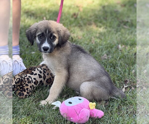 Medium Photo #3 Mutt Puppy For Sale in Yardley, PA, USA