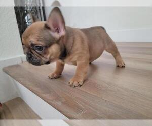 French Bulldog Puppy for sale in PHILLIPS RANCH, CA, USA