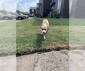 American Pit Bull Terrier Dogs for adoption in Houston, TX, USA