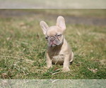 Small Photo #9 French Bulldog Puppy For Sale in MEDINA, OH, USA