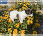 Small Photo #4 Papillon Puppy For Sale in Mytilene, North Aegean, Greece