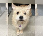 Small Mutt