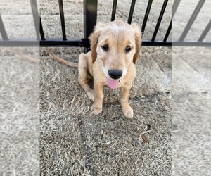 Golden Retriever Puppy for sale in BETHLEHEM, GA, USA