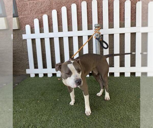Medium Photo #1 American Pit Bull Terrier-Unknown Mix Puppy For Sale in Modesto, CA, USA