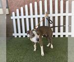 Small American Pit Bull Terrier Mix