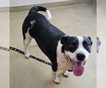 Small #1 American Pit Bull Terrier-American Staffordshire Terrier Mix