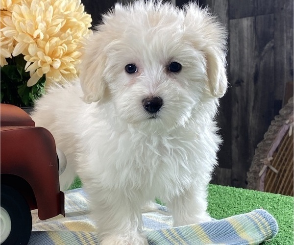 Medium Photo #6 Biton Puppy For Sale in CANOGA, NY, USA