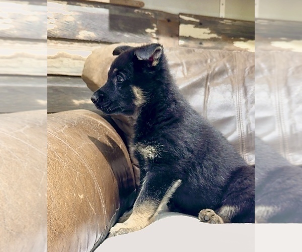 Medium Photo #45 German Shepherd Dog Puppy For Sale in BRIGHTON, CO, USA