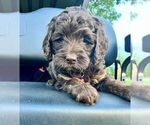 Small Photo #2 Miniature Bernedoodle Puppy For Sale in MANTENO, IL, USA