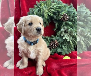 Golden Retriever Puppy for sale in REDDING, CA, USA