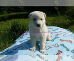 Small #2 German Shepherd Dog