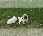 Small Photo #5 Great Pyrenees Puppy For Sale in WINGINA, VA, USA