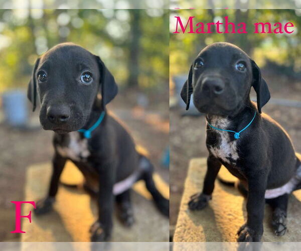 Medium Photo #4 Labrador Retriever Puppy For Sale in FRAMINGHAM, MA, USA