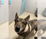 Small German Shepherd Dog Mix