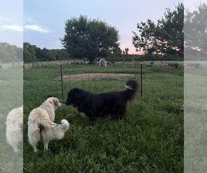 Father of the Karakachan puppies born on 09/16/2025