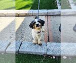 Small #2 Shih Tzu Mix