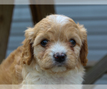 Image preview for Ad Listing. Nickname: Violet