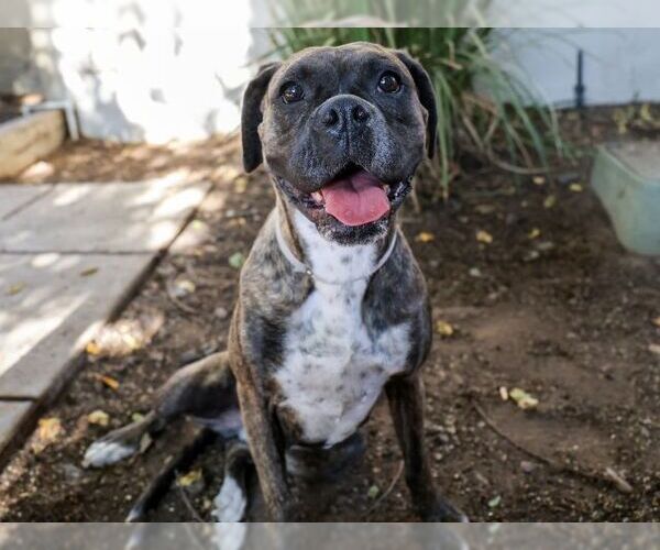 Medium Photo #2 Boxer Puppy For Sale in Pasadena, CA, USA