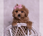 Puppy Lillie Maltipoo (Miniature)