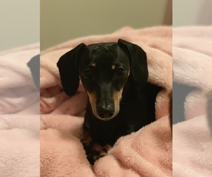 Mother of the Dachshund puppies born on 11/22/2023