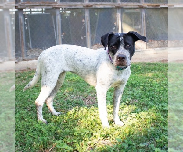 Medium Photo #3 German Shorthaired Pointer-Unknown Mix Puppy For Sale in Canton, CT, USA