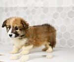 Small #40 Pembroke Welsh Corgi