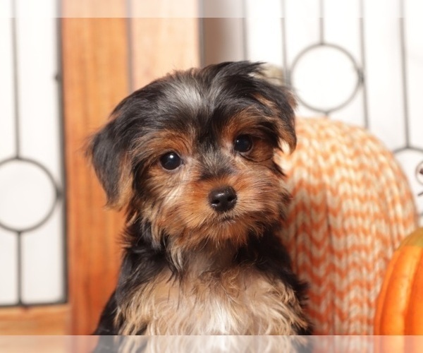 Medium Photo #2 Yorkshire Terrier Puppy For Sale in NAPLES, FL, USA