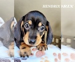 Small Photo #15 Dachshund Puppy For Sale in THORNTON, CO, USA