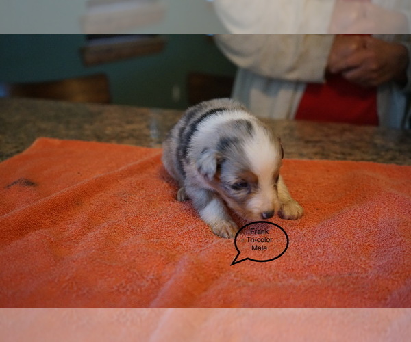 Medium Photo #4 Australian Shepherd Puppy For Sale in BACHE, OK, USA