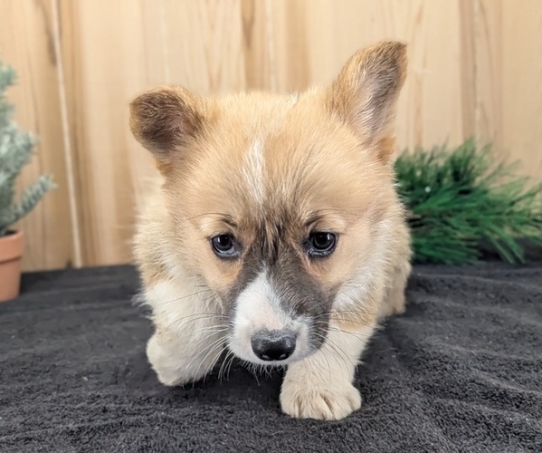 Medium Photo #69 Pembroke Welsh Corgi Puppy For Sale in GOSHEN, IN, USA