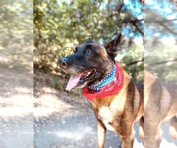 Medium Photo #1 Mutt Puppy For Sale in  Ramona, CA, USA