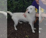 Small #1 Mutt