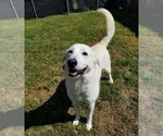 Small #6 Great Pyrenees Mix
