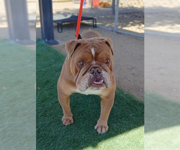 Medium Photo #2 Bulldog Puppy For Sale in HESPERIA, CA, USA