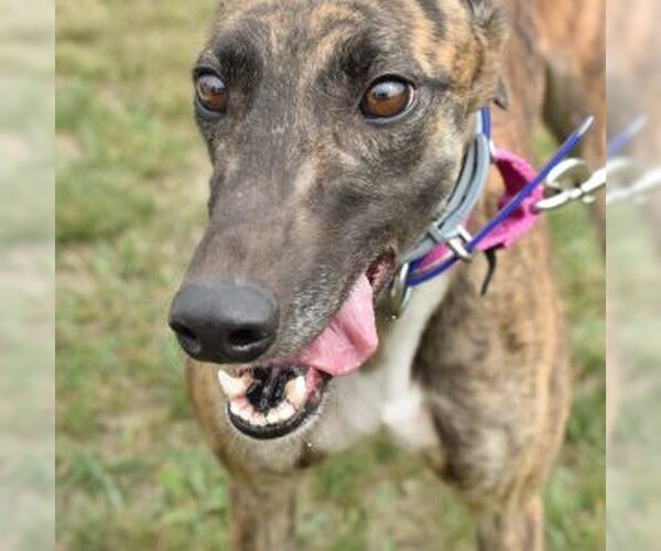 Medium Photo #1 Greyhound Puppy For Sale in Grandville, MI, USA