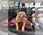 Small #9 American Bulldog Mix