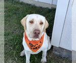 Small #1 Labrador Retriever