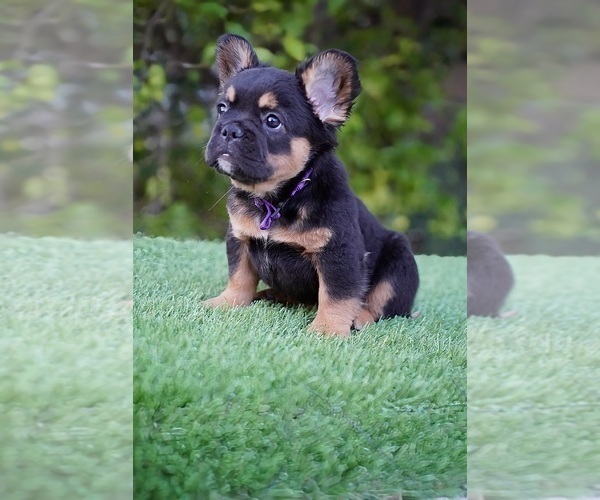 Medium Photo #12 French Bulldog Puppy For Sale in POMPANO BEACH, FL, USA