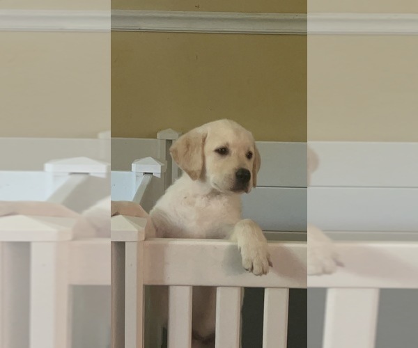 Medium Photo #1 Labrador Retriever Puppy For Sale in LOUISBURG, NC, USA