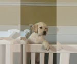 Image preview for Ad Listing. Nickname: Litter of 8