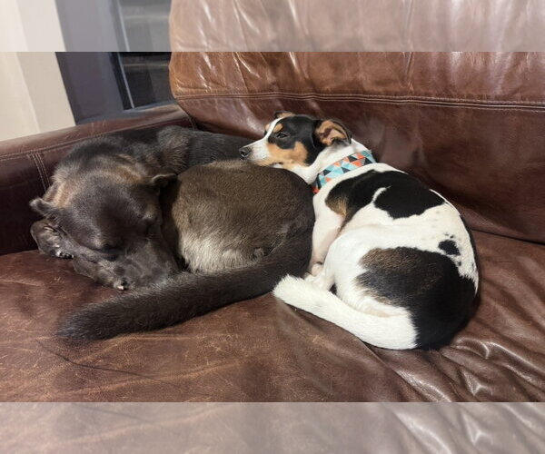 Medium Photo #2 Jack Russell Terrier-Unknown Mix Puppy For Sale in Houston, TX, USA