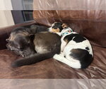 Small #1 Jack Russell Terrier Mix