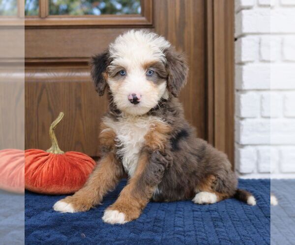 Medium Photo #2 Bernedoodle (Miniature) Puppy For Sale in NARVON, PA, USA