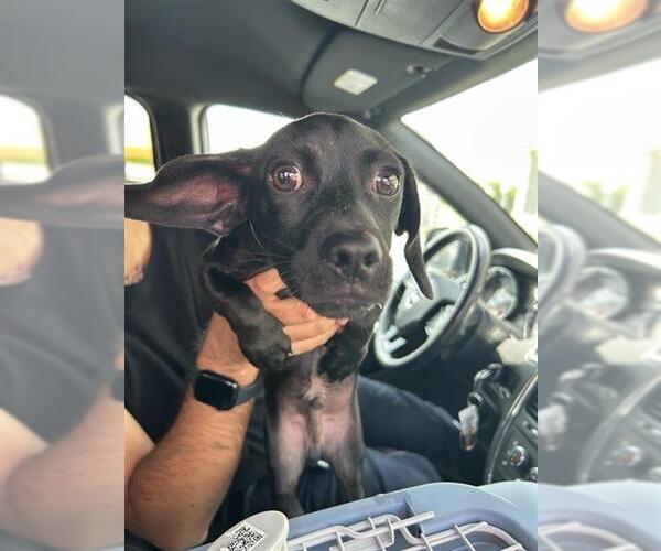 Medium Photo #1 Labrador Retriever-Unknown Mix Puppy For Sale in San Antonio, TX, USA