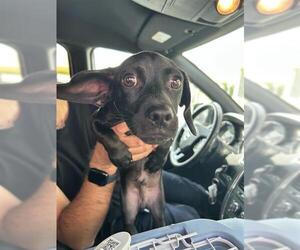 Labrador Retriever-Unknown Mix Dogs for adoption in San Antonio, TX, USA