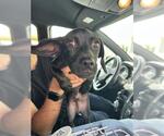 Small Labrador Retriever Mix