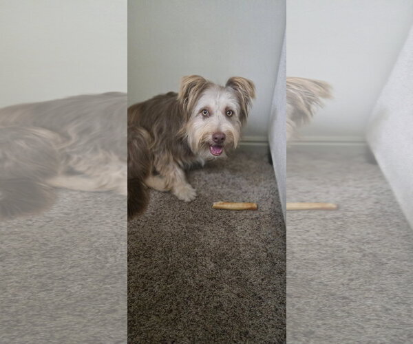 Medium Photo #1 Mutt Puppy For Sale in Sandy, UT, USA