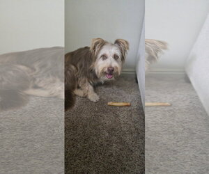 Mutt Dogs for adoption in Sandy, UT, USA