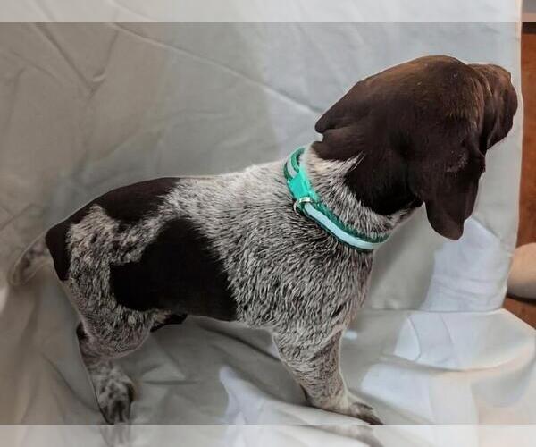 Medium Photo #2 German Shorthaired Pointer Puppy For Sale in CABOT, AR, USA